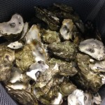 Oyster photos from Lighthouse Brewery 
